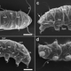 Illustration for article titled A New Species Of Water Bear Has Been Discovered In Antarctica